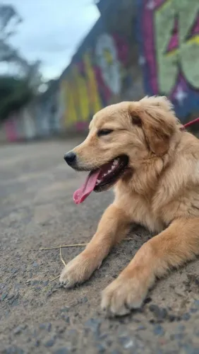 Golden Retriver Fêmea filhote