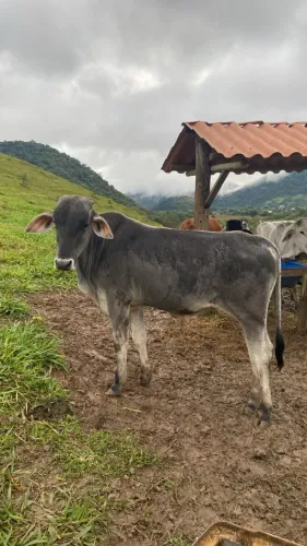 Bezerros e Bezerra 5 a 9@ - R$ 300/@ - Guapimirim RJ