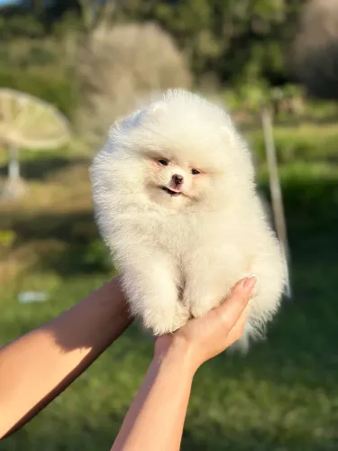 SPITZ ALEMÃO (LULU DA POMERANIA)!!