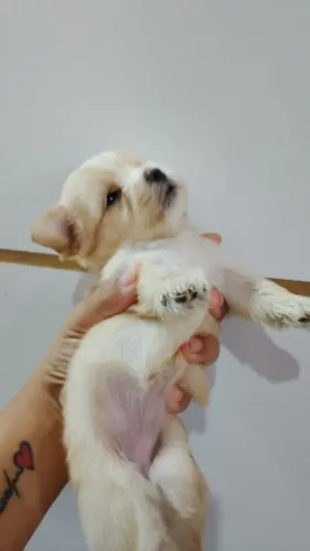 Últimos filhotes de poodle para venda