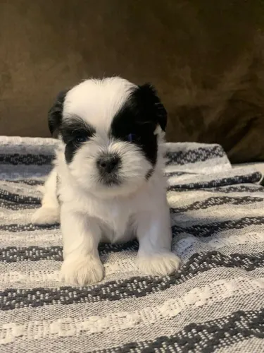 Filhote shih tzu, Nada como um filhotinho para encher sua casa de alegria!