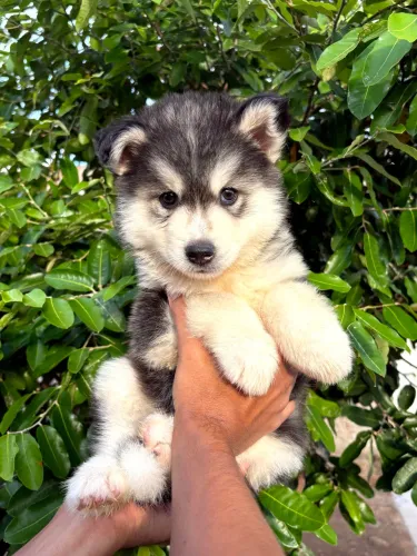 TÍTULO Husky siberiano macho - com microchip ISO e pedigree <br><br>