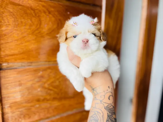 Maravilhosa fêmea mini Shih tzu