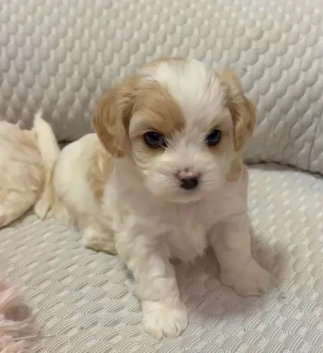Cachorro para Adoção Responsável. *