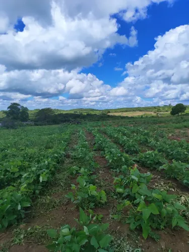 Fazenda/Sítio/Chácara para venda tem 11 hectares com 2 casas riacho escritura pública, ru