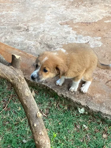 Doação filhote fêmea