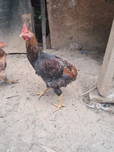 Galo suro 