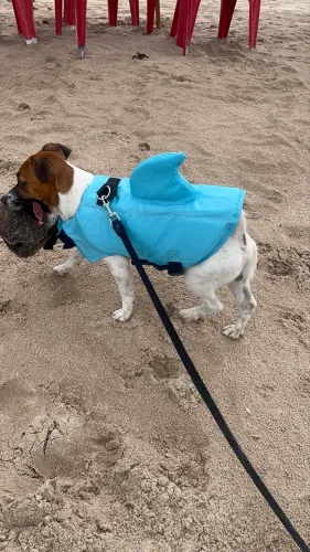 Colete Flutuador Pets Modelo tubarão M