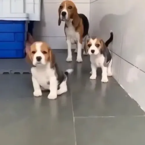 Filhotes de Beagle | Uma companhia para colecionar momentos!