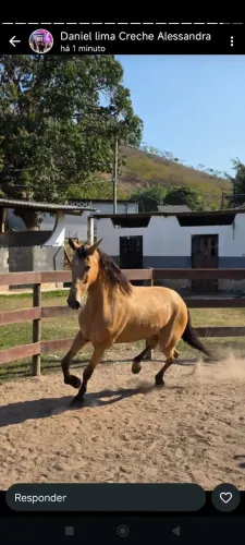 Cavalo baio marchador , maduro e docil