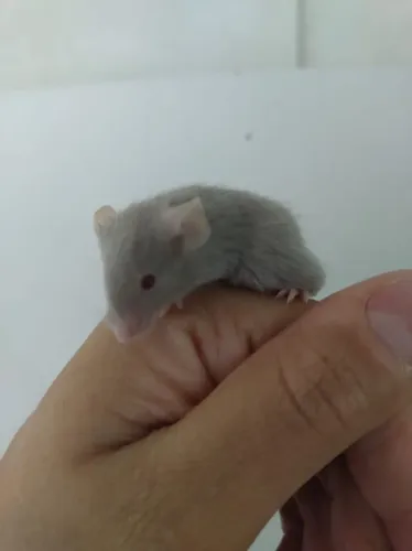 Camundongos para Pet ou Alimentação