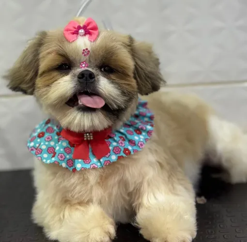 Cachorro shih tzu
