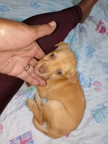 Vende se filhote de pinscher com Fox paulistinha 