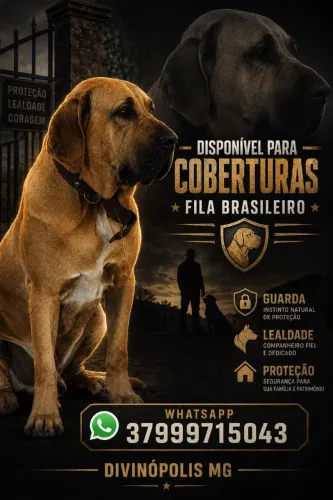 Cobertura de fila brasileiro 
