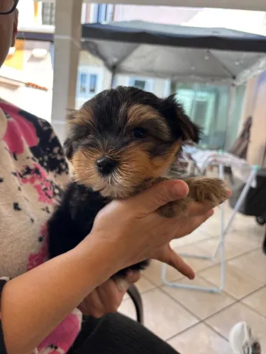 Filhotes de Yorkshire Terrier