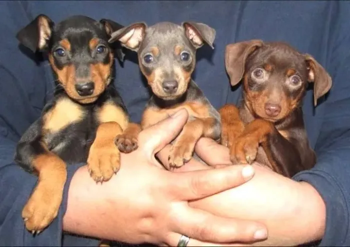 Filhotes De Pinscher - Encantam Que Brilha O Olhar