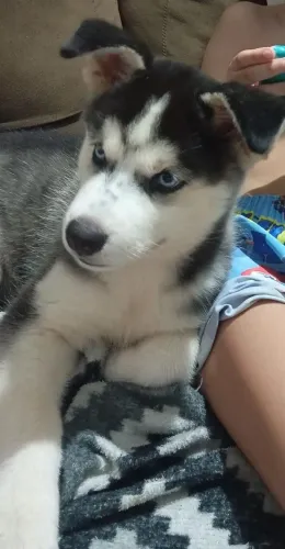 Husky siberiano puro, fêmea 