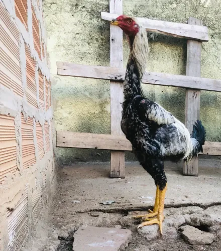 Vende se frango índio gigante