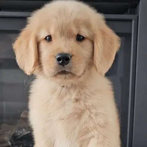 Filhotes de Golden Retriever | Amigo fiel desde o começo