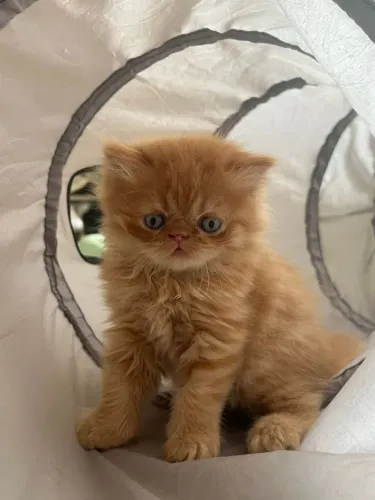 Gato Persa lindos filhotinhos com estrutura equilibrada