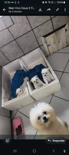 Vende-se raça pequena ilhasa Apso