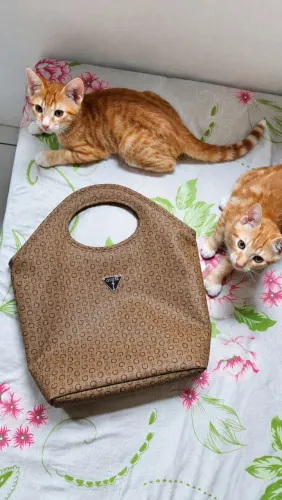 Bolsa Guess original