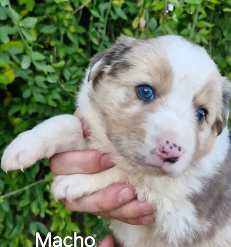 Border collie 