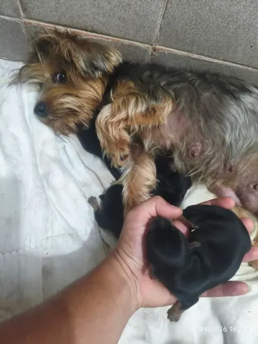 YORKSHIRE TERRIER
