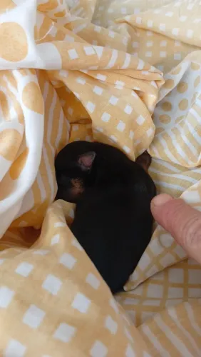 Pinsher