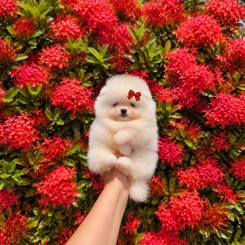 Ursinhos Belíssimos Lulu da Pomerânia Legítimos 