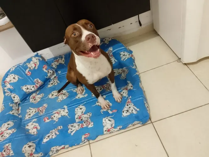 Doa- se Pitbull 