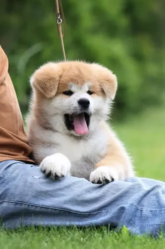Akita Inu,Akita Inu Filhote Disponível Alta Qualidade