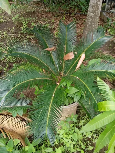 plantas jardim 