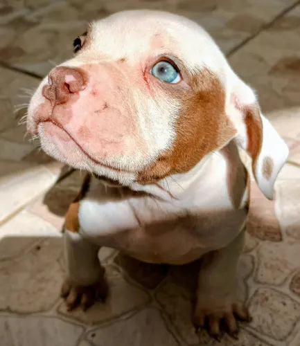 LINDO Filhote MACHO de American Bully