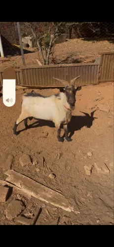 Cabrito