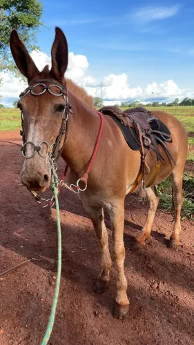 Mula Ruana Loira