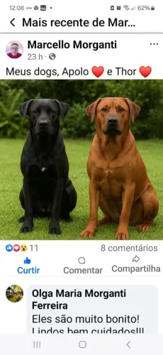 Doa se Apollo e Thor, porte grande, castrados, vacinados e vermifugados -Mooca SP