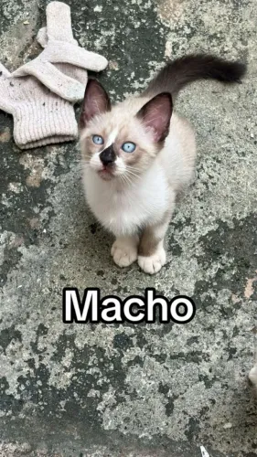 Doações de gatinhos
