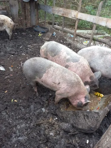 Vendo porcas