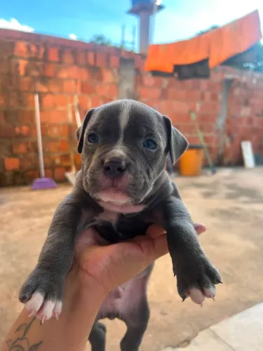 Filhote American bully