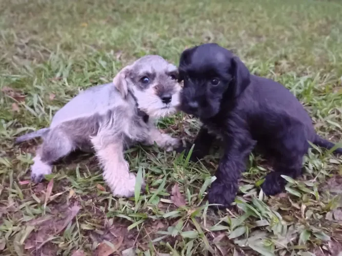Belíssimo filhotes Schnauzer machos e fêmeas vacinados 
