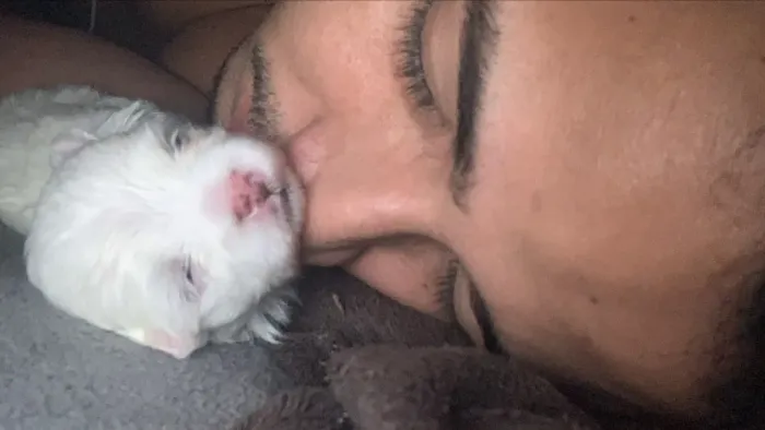 Pet maltês