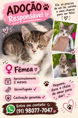 Filhote de gato para adoção 