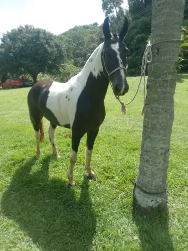 Égua mangalarga pampa de preto 