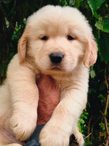 Golden Retriever Lindos Filhotes!!!! 