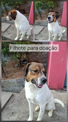 FILHOTE PARA DOAÇÃO 