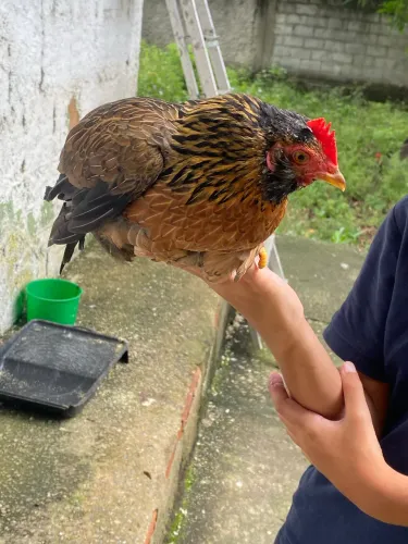 Vendo galinhas caipiras 