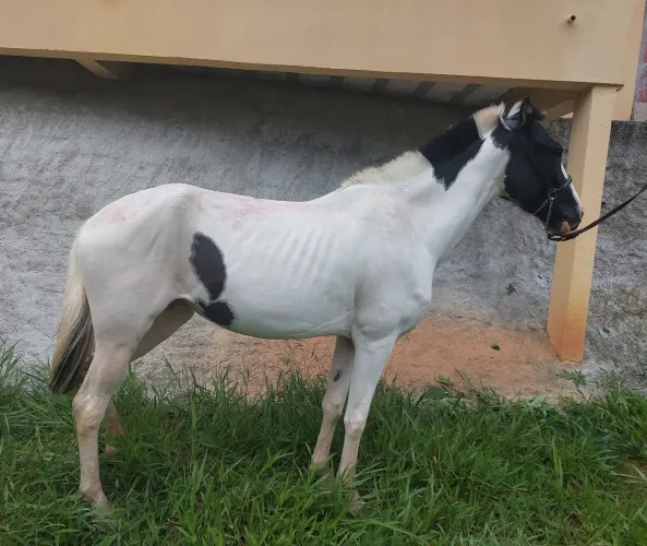 ÉGUA MANGALARGA PAMPA DE PRETA