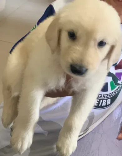 Filhotes de Golden Retriver
