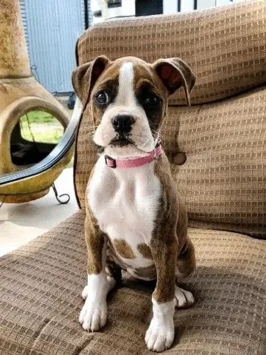 Filhotes De Boxer - Fofura Garantida Em Quatro Patinhas